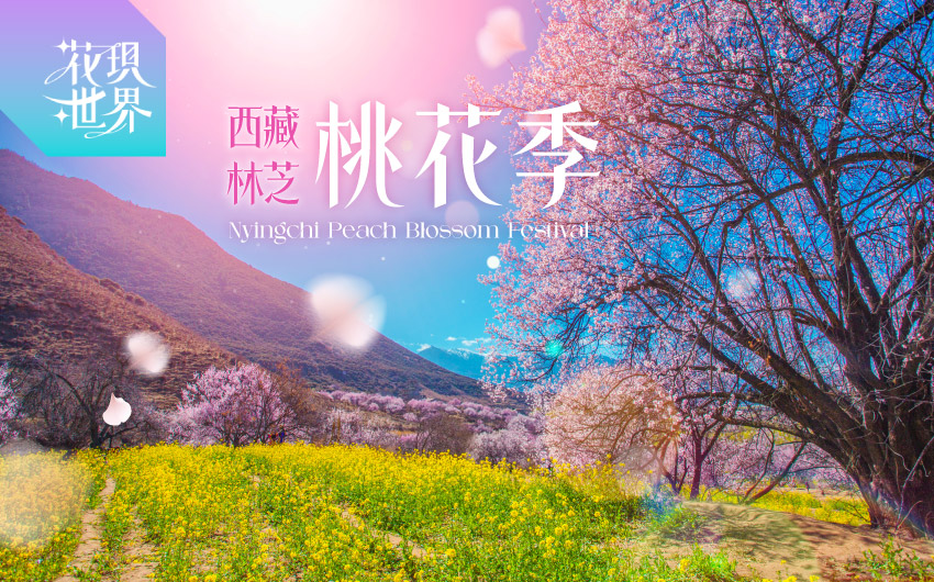 西藏林芝桃花季12日
